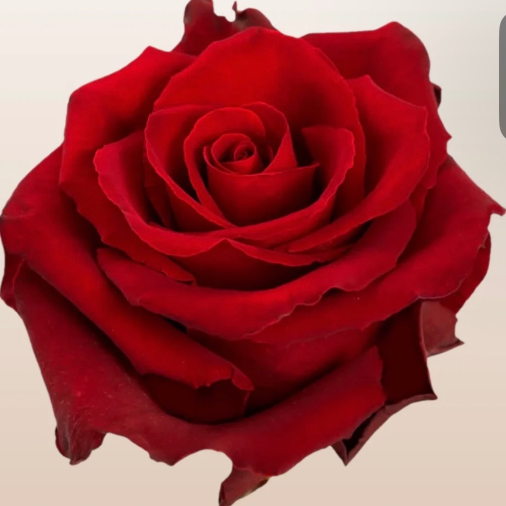 Meet your Posher, Vicky